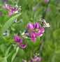  Zweifarbiger Buschklee 80-100cm - Lespedeza Bicolor