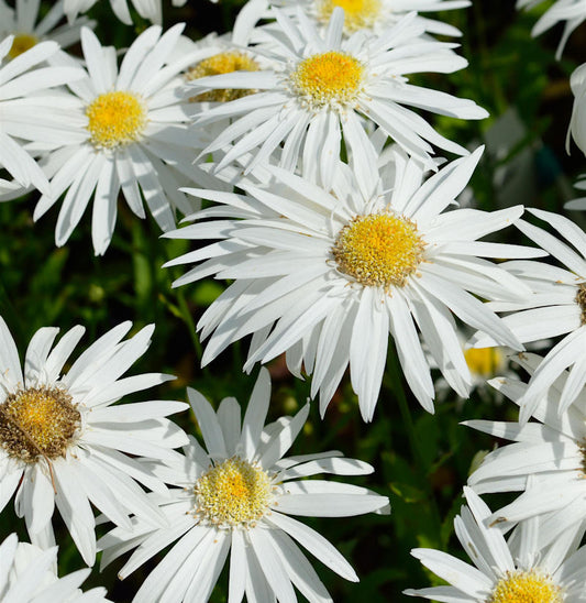  Gartenmargerite Christine Hagemann - Leucanthemum