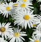  Gartenmargerite Christine Hagemann - Leucanthemum