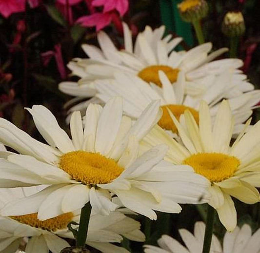  Gartenmargerite Banana Cream - Leucanthemum Superbum