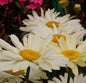  Gartenmargerite Banana Cream - Leucanthemum Superbum