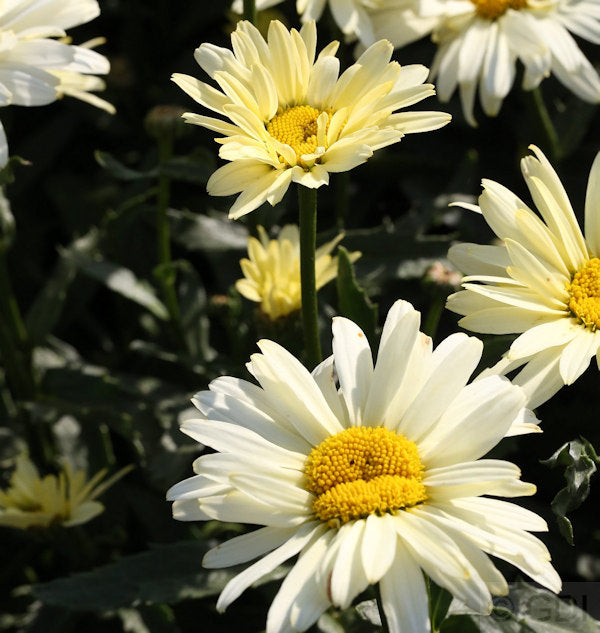  Gartenmargerite Sonnenschein - Leucanthemum Superbum