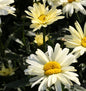  Gartenmargerite Sonnenschein - Leucanthemum Superbum