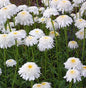  Gartenmargerite Stina - Leucanthemum Superbum