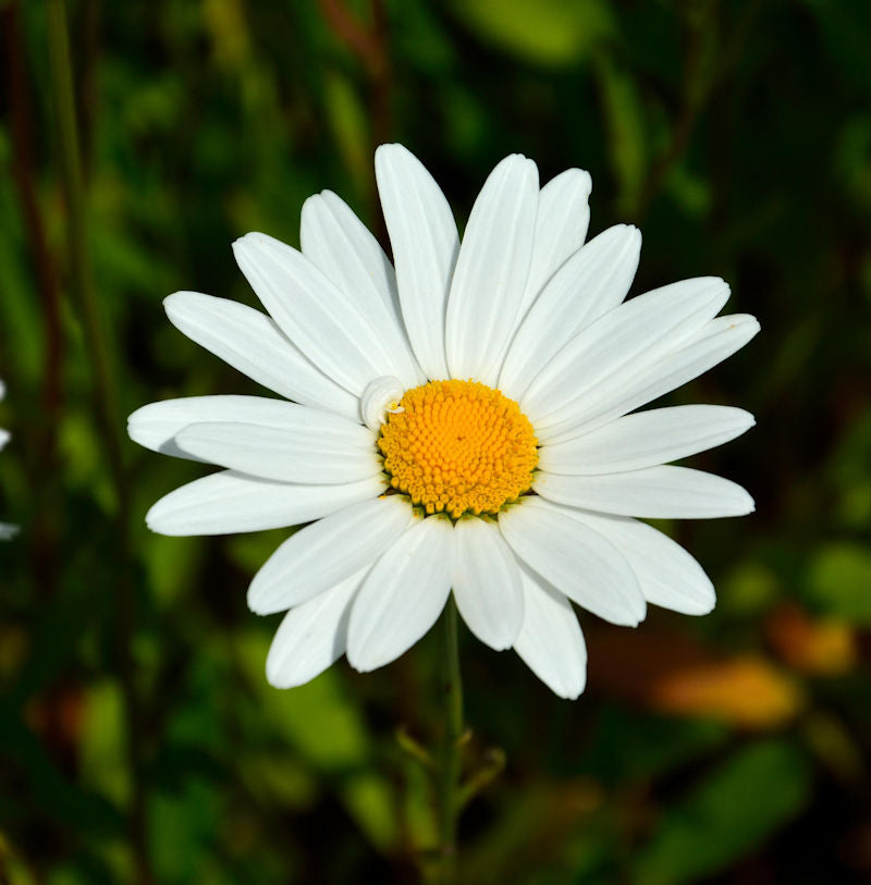  Gartenmargerite Alaska - Leucanthemum Superbum