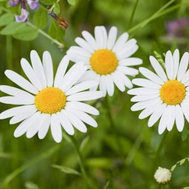  Weiße Gartenmargerite - Leucanthemum Vulgare