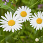  Weiße Gartenmargerite - Leucanthemum Vulgare