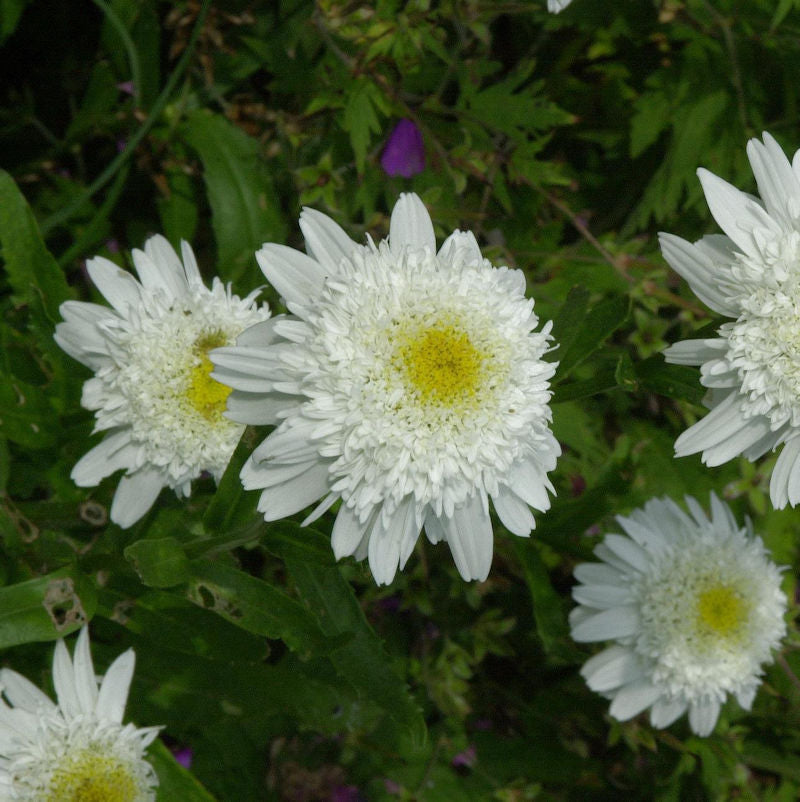  Gartenmargerite Wirral Supreme - Leucanthemum