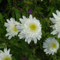  Gartenmargerite Wirral Supreme - Leucanthemum