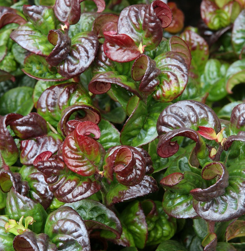  Traubenheide Traubenmyrte Curly Red® 30-40cm - Leucothoe Axillaris