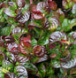  Traubenheide Traubenmyrte Curly Red® 30-40cm - Leucothoe Axillaris