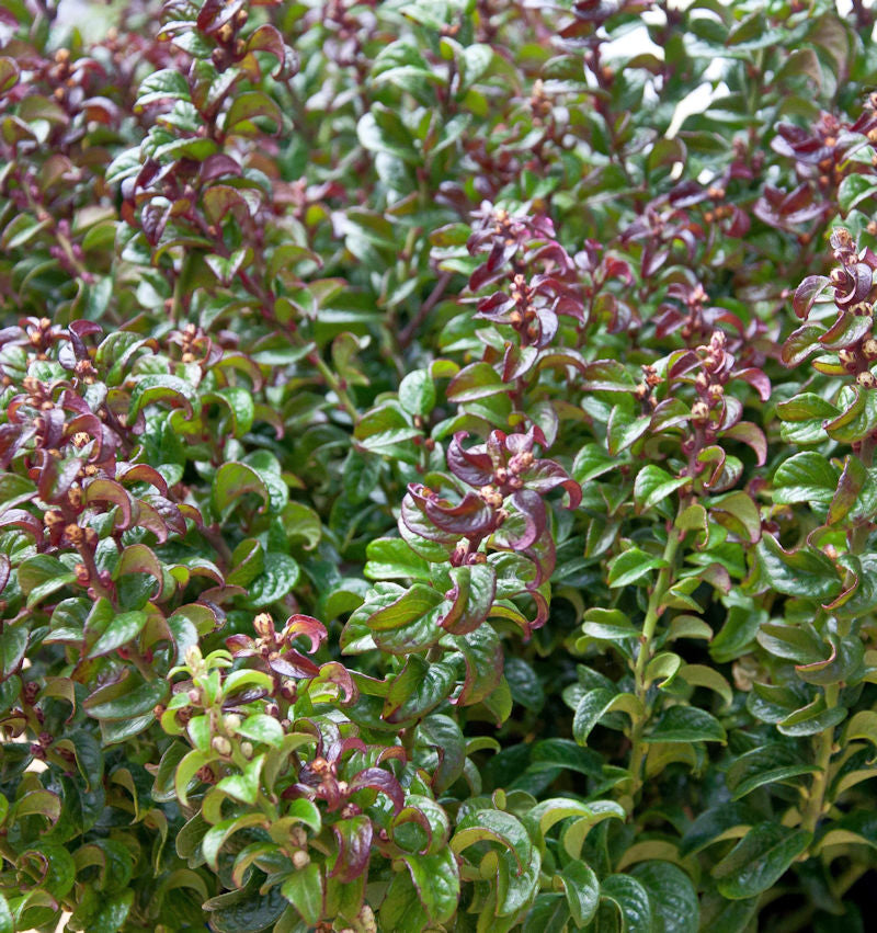  Traubenheide Traubenmyrte Twisting Red 20-30cm - Leucothoe Axillaris