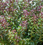  Traubenheide Traubenmyrte Twisting Red 20-30cm - Leucothoe Axillaris