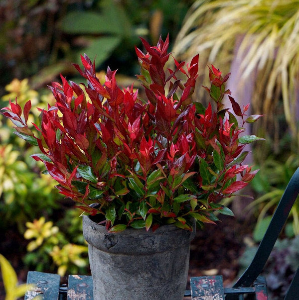  Traubenheide Little Flames 20-25cm - Leucothoe Fontanesiana