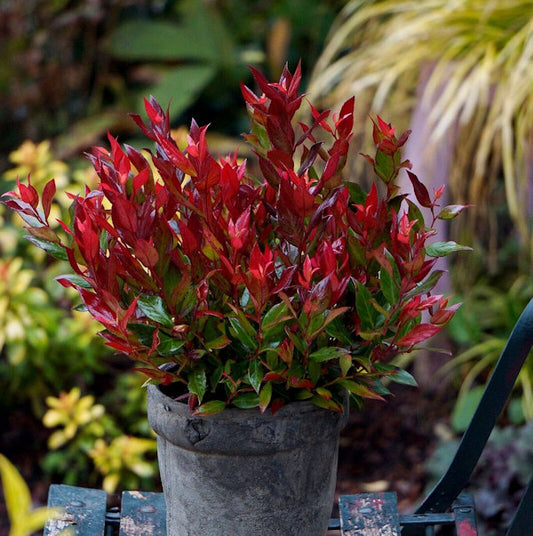  Traubenheide Little Flames 20-25cm - Leucothoe Fontanesiana