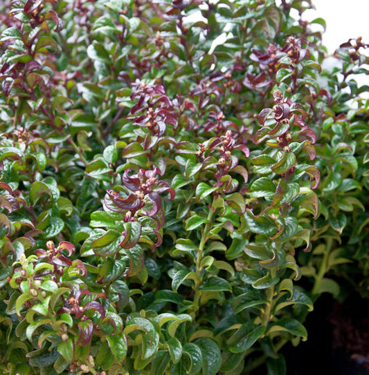  Traubenheide Makijaz® 20-25cm - Leucothoe Fontanesiana