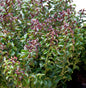  Traubenheide Makijaz® 20-25cm - Leucothoe Fontanesiana