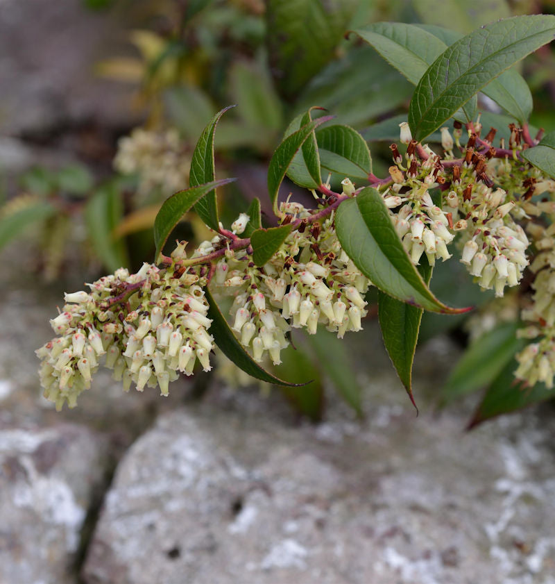  Traubenheide 20-30cm - Leucothoe Fontanesiana