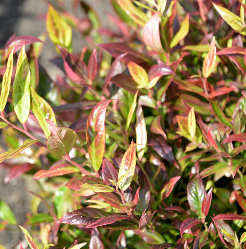  Kleine Traubenheide Burning Love 20-30cm - Leucothoe Keikei