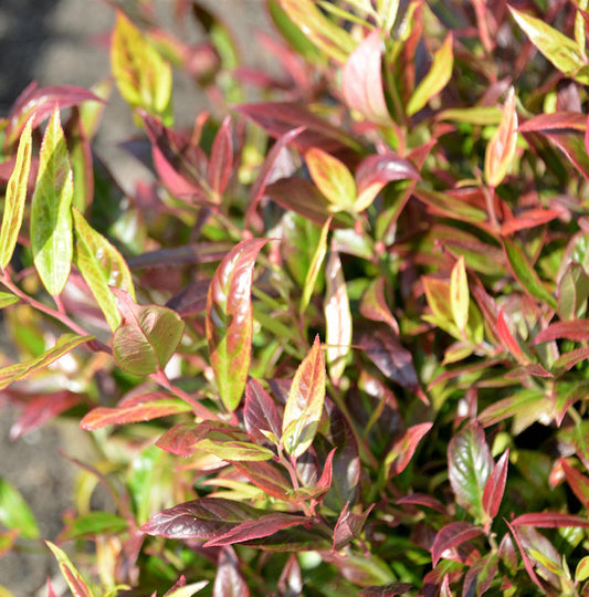  Kleine Traubenheide Burning Love 20-30cm - Leucothoe Keikei