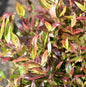  Kleine Traubenheide Burning Love 20-30cm - Leucothoe Keikei