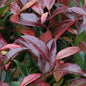  Kleine Traubenheide Royal Ruby 40-60cm - Leucothoe Keikei