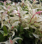  Traubenheide Hokuspokus 20-25cm - Leucothoe Walteri