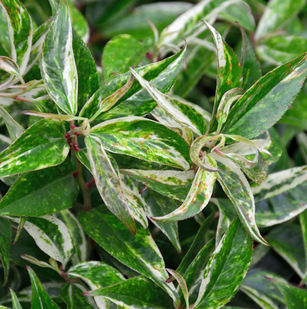  Buntblättrige Traubenheide Rainbow 40-60cm - Leucothoe Walteri