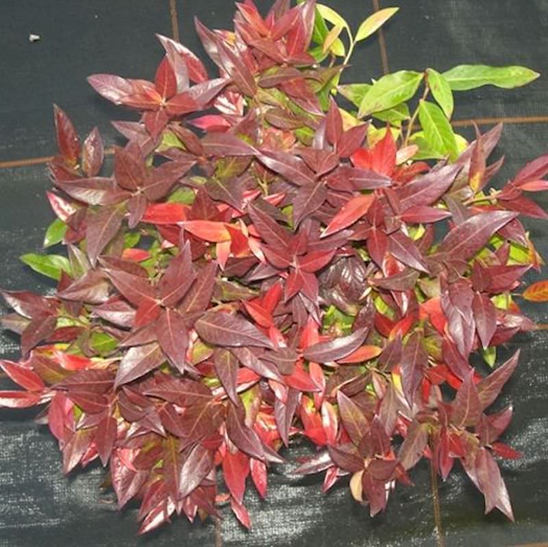  Traubenheide Traubenmyrte Red Cap 30-40cm - Leucothoe Axillaris