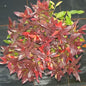  Traubenheide Traubenmyrte Red Cap 30-40cm - Leucothoe Axillaris