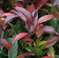  Traubenheide Traubenmyrte Scarletta 50-60cm - Leucothoe Walteri