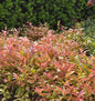  Traubenheide Zeblid 20-25cm - Leucothoe Walteri