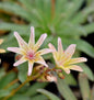  Bitterwurz Little Peach - Lewisia Longipetala