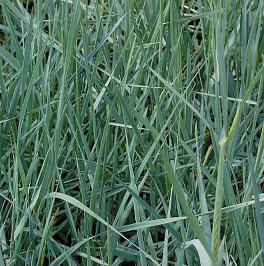  Strandroggen - Leymus Arenarius