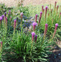  Prachtscharte Kobold - Liatris Spicata