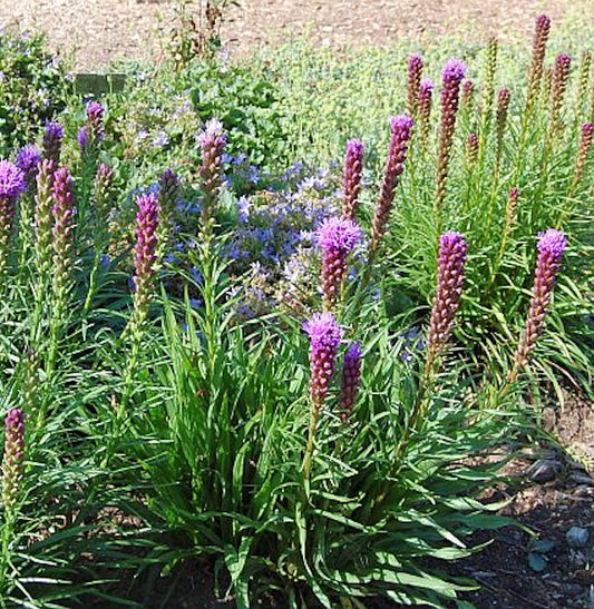  Prachtscharte Kobold - Großer Topf - Liatris Spicata