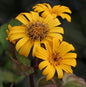  Kreuzkraut Midnight Lady - Ligularia Dentata