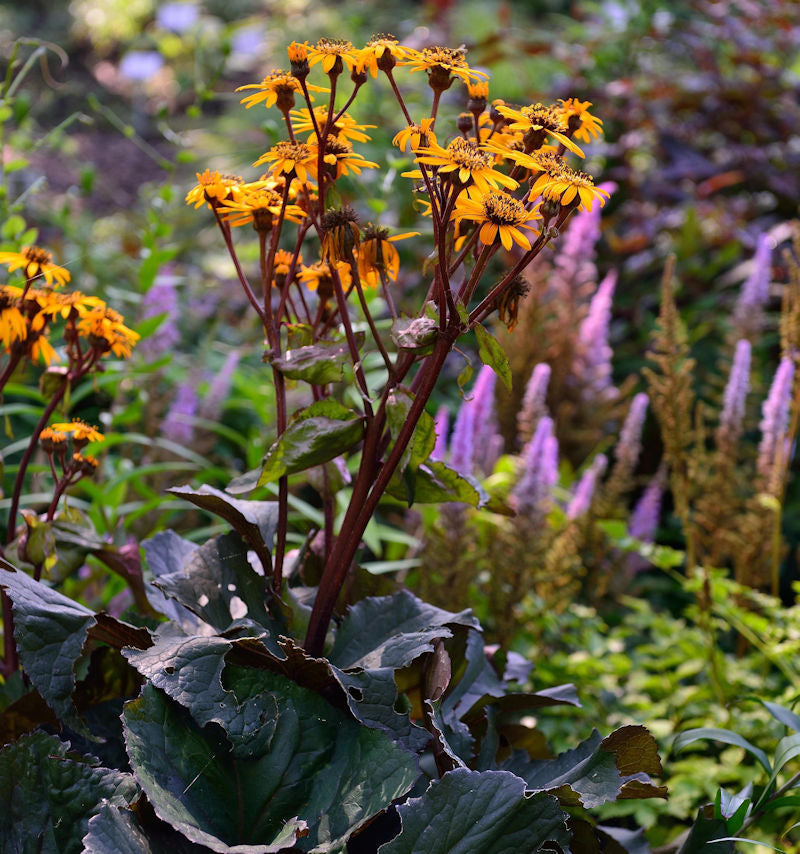  Greiskraut Dunkellaubig - Ligularia Dentata