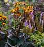  Greiskraut Dunkellaubig - Ligularia Dentata