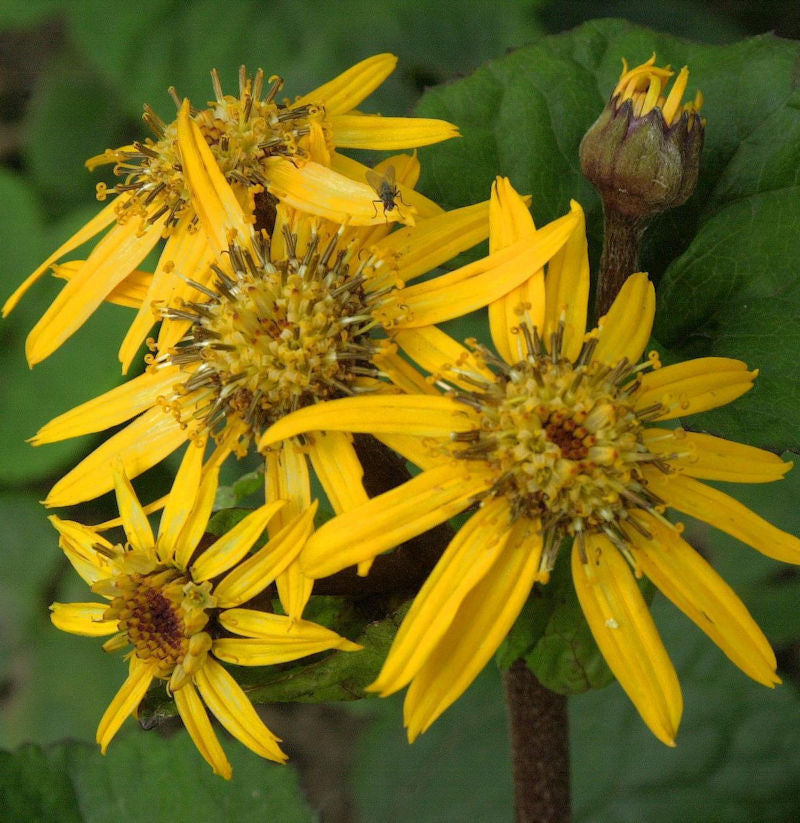  Greiskraut - Ligularia Dentata