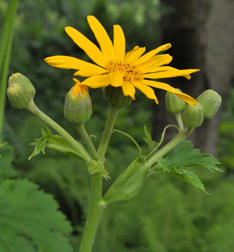  Goldgelbes Kreuzkraut - Ligularia Palmatiloba