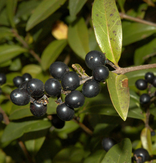  Schwarzgrüner Liguster 60-80cm - Ligustrum Vulgare