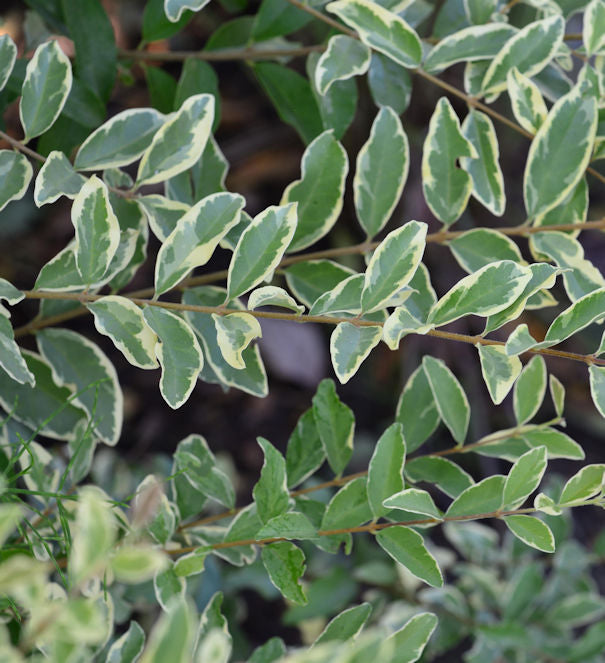  Bewimperter Liguster Musli 60-80cm - Ligustrum Ibota