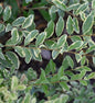  Bewimperter Liguster Musli 60-80cm - Ligustrum Ibota
