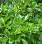  Japanischer Liguster Texanum 30 - 40cm - Ligustrum Japonicum