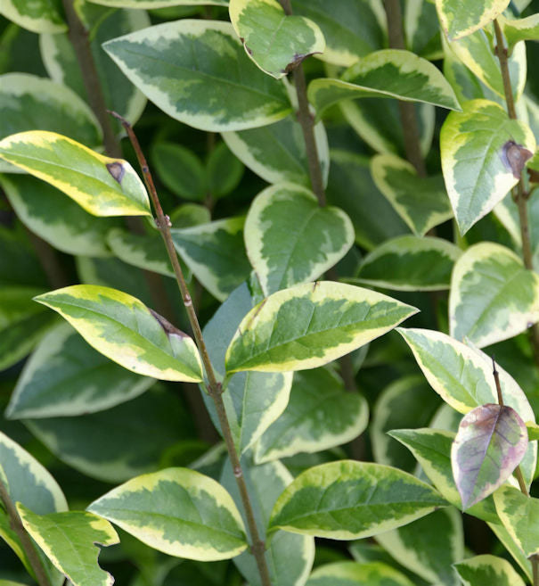  Gold Liguster 40-60cm - Ligustrum Ovalifolium