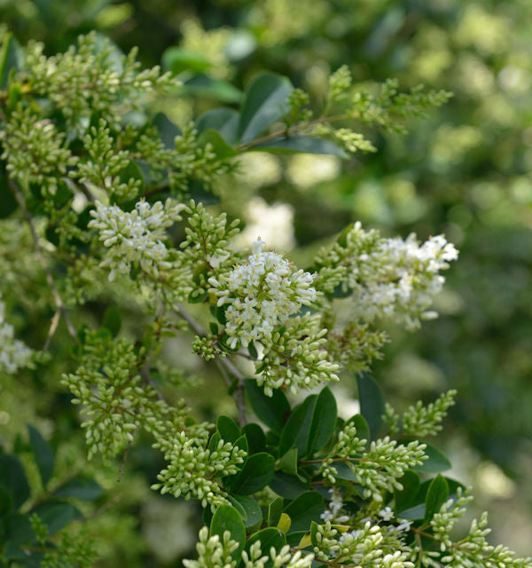  Ovalblättrige Liguster 80-100cm - Ligustrum Ovalifolium