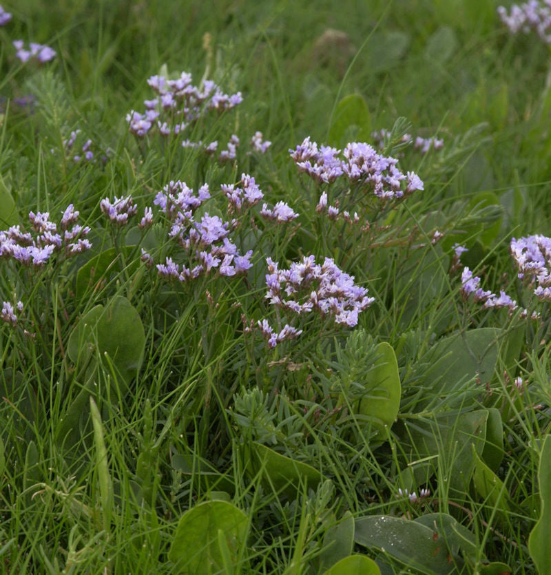  Strandflieder - Limonium Vulgare
