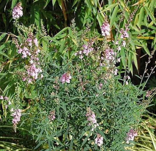 Italienisches Leinkraut Canon J. Want - Linaria Purpurea