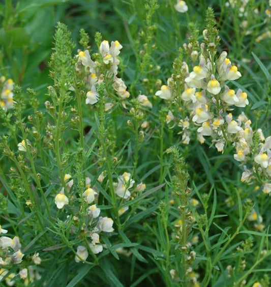  Italienisches Leinkraut Springside White - Linaria Purpurea